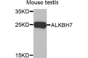 Western Blotting (WB) image for anti-AlkB, Alkylation Repair Homolog 7 (ALKBH7) (AA 1-221) antibody (ABIN5664063) (ALKBH7 antibody  (AA 1-221))