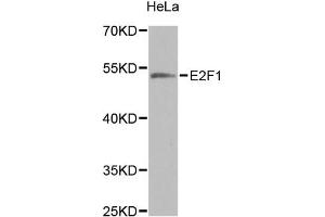 Western blot analysis of extracts of HeLa cells, using E2F1 antibody (ABIN5971098) at 1/1000 dilution. (E2F1 antibody)