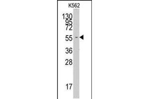 Western blot analysis of anti-FARSA Pab in K562 cell line lysates (35ug/lane) (Phenylalanyl-tRNA Synthetase, alpha Subunit (FARSA) (AA 54-83), (N-Term) antibody)