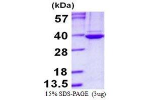 Image no. 1 for Tubulin Folding Cofactor B (TBCB) protein (His tag) (ABIN1098304) (TBCB Protein (His tag))
