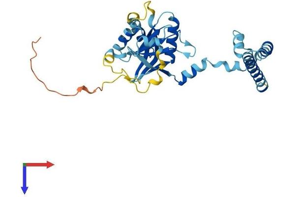PSMD14 Protein (AA 1-310) (His tag)