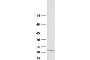 Validation with Western Blot (MRPS17 Protein (Myc-DYKDDDDK Tag))