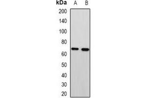 Western blot analysis of MTA3 expression in HepG2 (A), A549 (B) whole cell lysates. (MTA3 antibody)