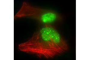 Immunofluorescent analysis of 4 % paraformaldehyde-fixed, 0. (HNRNPR antibody  (N-Term))