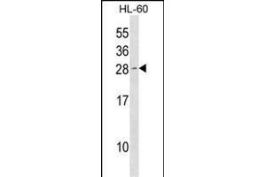 Mouse Cdkn1b Antibody (N-term) (ABIN1538878 and ABIN2850073) western blot analysis in HL-60 cell line lysates (35 μg/lane). (CDKN1B antibody  (N-Term))
