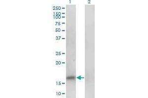 Western Blot analysis of PHF5A expression in transfected 293T cell line by PHF5A monoclonal antibody (M01), clone 2H7. (PHF5A antibody  (AA 1-110))