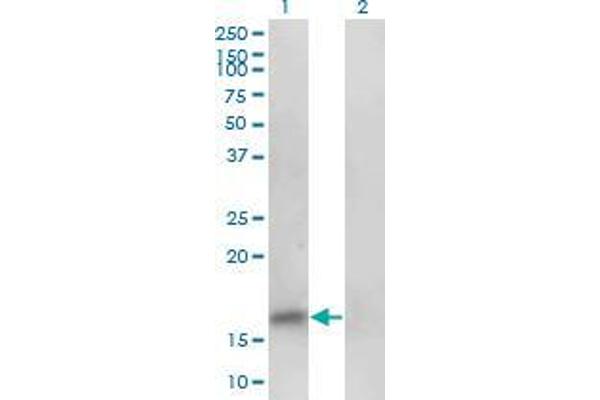 PHF5A antibody  (AA 1-110)