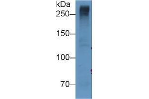 Detection of RELN in U87MG cell lysate using Monoclonal Antibody to Reelin (RELN) (Reelin antibody  (AA 2978-3373))