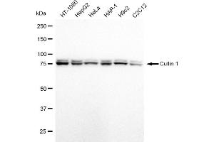 Western blotting analysis using Cullin 1 antibody (ABIN7798176). (Recombinant Cullin 1 antibody)