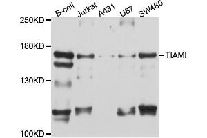 Western blot analysis of extract of various cells, using TIAM1 antibody. (TIAM1 antibody)