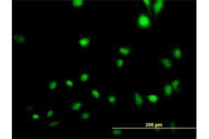 Immunofluorescence of purified MaxPab antibody to CREB5 on HeLa cell. (CREB5 antibody  (AA 1-508))