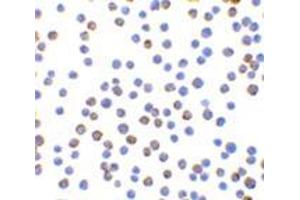 Immunocytochemistry of XBP-1 in HepG2 cells with this product at 10 μg/ml. (XBP1 antibody  (N-Term))