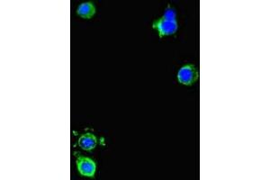 Immunofluorescent analysis of Hela cells using ABIN7150550 at dilution of 1:100 and Alexa Fluor 488-congugated AffiniPure Goat Anti-Rabbit IgG(H+L) (DNAJC3 antibody  (AA 277-496))
