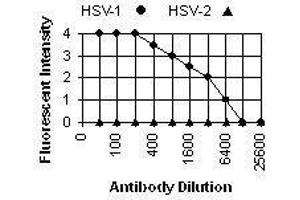 Immunofluorescence (IF) image for anti-Herpes Simplex Virus Type 1, Glycoprotein E (HSV1 gE) antibody (ABIN265562) (HSV1 gE antibody)