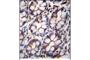 IQCA1 Antibody (C-term) (ABIN655947 and ABIN2845334) immunohistochemistry analysis in formalin fixed and paraffin embedded human rectum tissue followed by peroxidase conjugation of the secondary antibody and DAB staining.