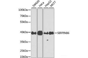 Western blot analysis of extracts of various cell lines using SERPINB6 Polyclonal Antibody at dilution of 1:1000. (SERPINB6 antibody)