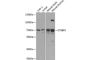 Western blot analysis of extracts of various cell lines, using STXBP2 antibody (ABIN6129716, ABIN6148675, ABIN6148677 and ABIN6216163) at 1:1000 dilution. (STXBP2 antibody  (AA 1-280))