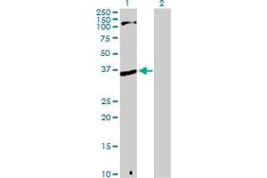 Western Blot analysis of MPG expression in transfected 293T cell line by MPG MaxPab polyclonal antibody. (MPG antibody  (AA 1-293))