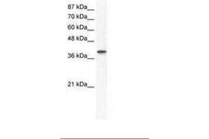 Image no. 1 for anti-Transcription Factor AP-4 (Activating Enhancer Binding Protein 4) (TFAP4) (AA 198-247) antibody (ABIN202279) (TFAP4 antibody  (AA 198-247))