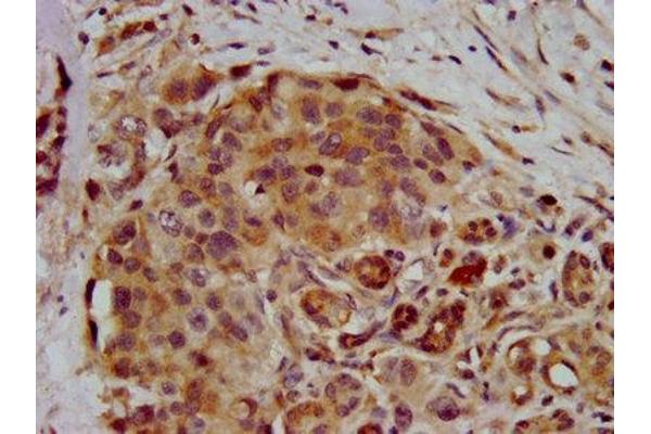 RNF39 antibody  (AA 200-321)
