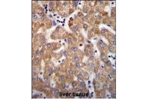 ANKRD58 Antibody (C-term) (ABIN655785 and ABIN2845218) immunohistochemistry analysis in formalin fixed and paraffin embedded human liver tissue followed by peroxidase conjugation of the secondary antibody and DAB staining. (ANKRD58 antibody  (C-Term))
