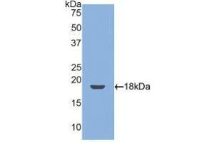Western blot analysis of recombinant Mouse TM. (Thrombomodulin antibody  (AA 31-167))