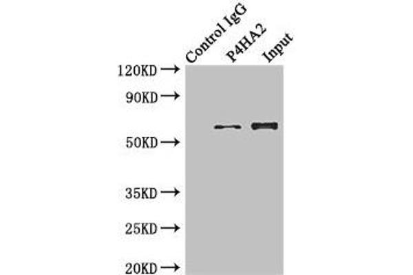 P4HA2 抗体  (AA 236-535)