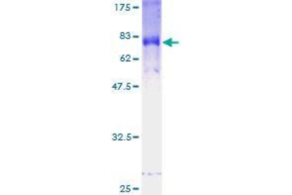 FBXL2 Protein (AA 1-423) (GST tag)