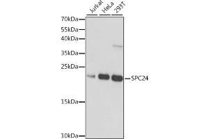 Western blot analysis of extracts of various cell lines, using SPC24 antibody (ABIN7270514) at 1:1000 dilution. (SPC24 antibody  (AA 1-197))