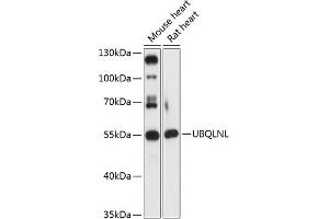 Western blot analysis of extracts of various cell lines, using UBQLNL antibody (ABIN7271125) at 1:3000 dilution. (UBQLNL antibody  (AA 176-475))