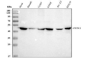 Western blot analysis of FEN1 using anti-FEN1 antibody (ABIN7601617).