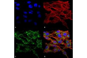 Immunocytochemistry/Immunofluorescence analysis using Rabbit Anti-VMP1 Polyclonal Antibody . (VMP1 antibody  (AA 391-402) (Biotin))
