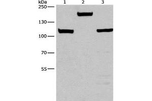 Western Blot analysis of Mouse kidney tissue, 293T and 231 cell using TP53BP2 Polyclonal Antibody at dilution of 1:375 (TP53BP2 antibody)