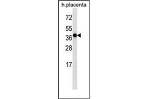 Western blot analysis of OR5H2 Antibody (OR5H2 antibody  (C-Term))