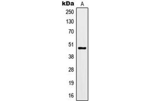 Western blot analysis of Kir3. (KCNJ9 antibody  (Center))