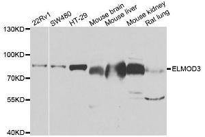 Western blot analysis of extracts of various cell lines, using ELMO3 antibody. (ELMO3 antibody  (AA 504-773))