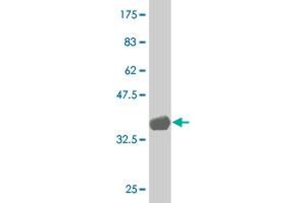 HOXC4 antibody  (AA 160-264)