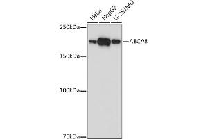 Western blot analysis of extracts of various cell lines, using  antibody (ABIN7265730) at 1:1000 dilution. (ABCA8 antibody)
