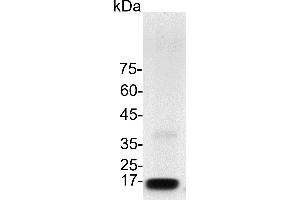 SDS-PAGE (SDS) image for KIT Ligand (KITLG) (Active) protein (His tag) (ABIN7884523)