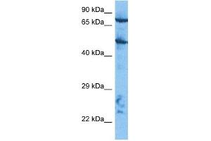Host:  Rabbit  Target Name:  CUL2  Sample Tissue:  HepG2 Whole Cell lysates  Antibody Dilution:  1.