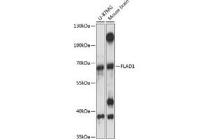 Western blot analysis of extracts of various cell lines, using FL antibody (ABIN7267098) at 1:3000 dilution. (FAD Synthetase antibody  (AA 388-587))