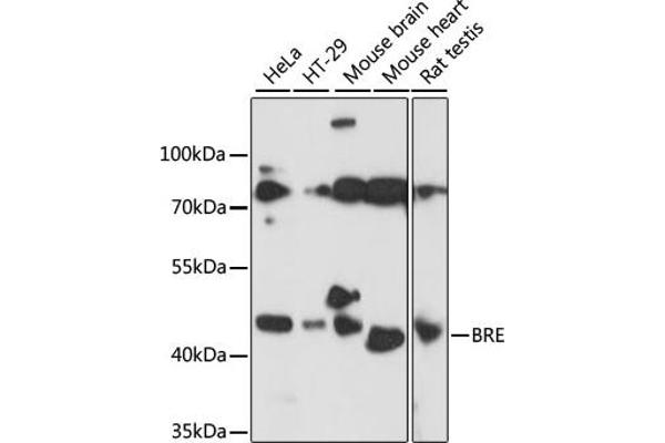 BRE antibody  (AA 51-229)