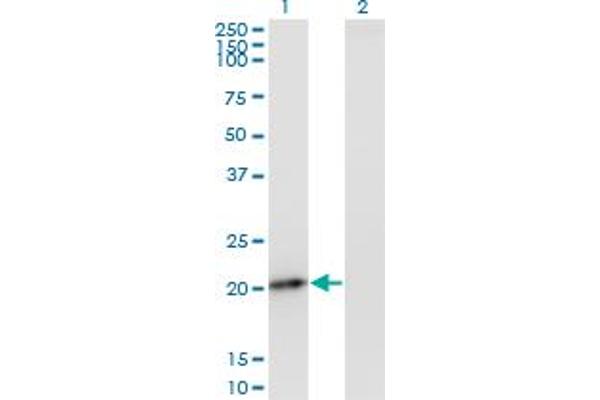 PMVK antibody  (AA 1-192)