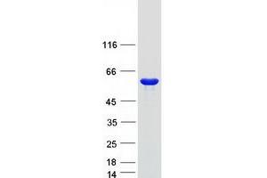 Western Blotting (WB) image for Flavin Containing Monooxygenase 5 (FMO5) (Transcript Variant 1) protein (Myc-DYKDDDDK Tag) (ABIN2721252)