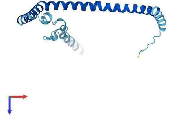 Caveolin 3 Protein (CAV3) (AA 1-151) (His tag)