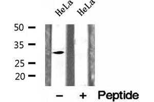 Western blot analysis of extracts of HeLa cells, using CHMP2A antibody. (CHMP2A antibody  (Internal Region))