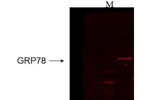 Western Blot analysis of Human recombinant cell lysate showing detection of GRP78 protein using Mouse Anti-GRP78 Monoclonal Antibody, Clone 6H4. (GRP78 antibody  (HRP))