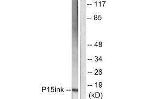Western blot analysis of extracts from HeLa cells, using p15 INK antibody. (CDKN2B antibody)
