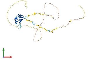 Protein Structure (PS) image for RNA-Binding Protein S1 (RNPS1) (AA 1-305) protein (His tag) (ABIN7564898)