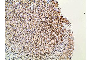 Immunohistochemistry (IHC) image for anti-Ephrin B2 (EFNB2) (C-Term) antibody (ABIN6261455)